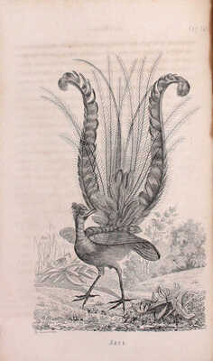 Естественная история для юношества. Царство пернатых. СПб.: Изд. Кораблева и Сирякова, 1860.